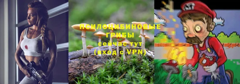 KRAKEN ТОР  Полярный  Галлюциногенные грибы Magic Shrooms 